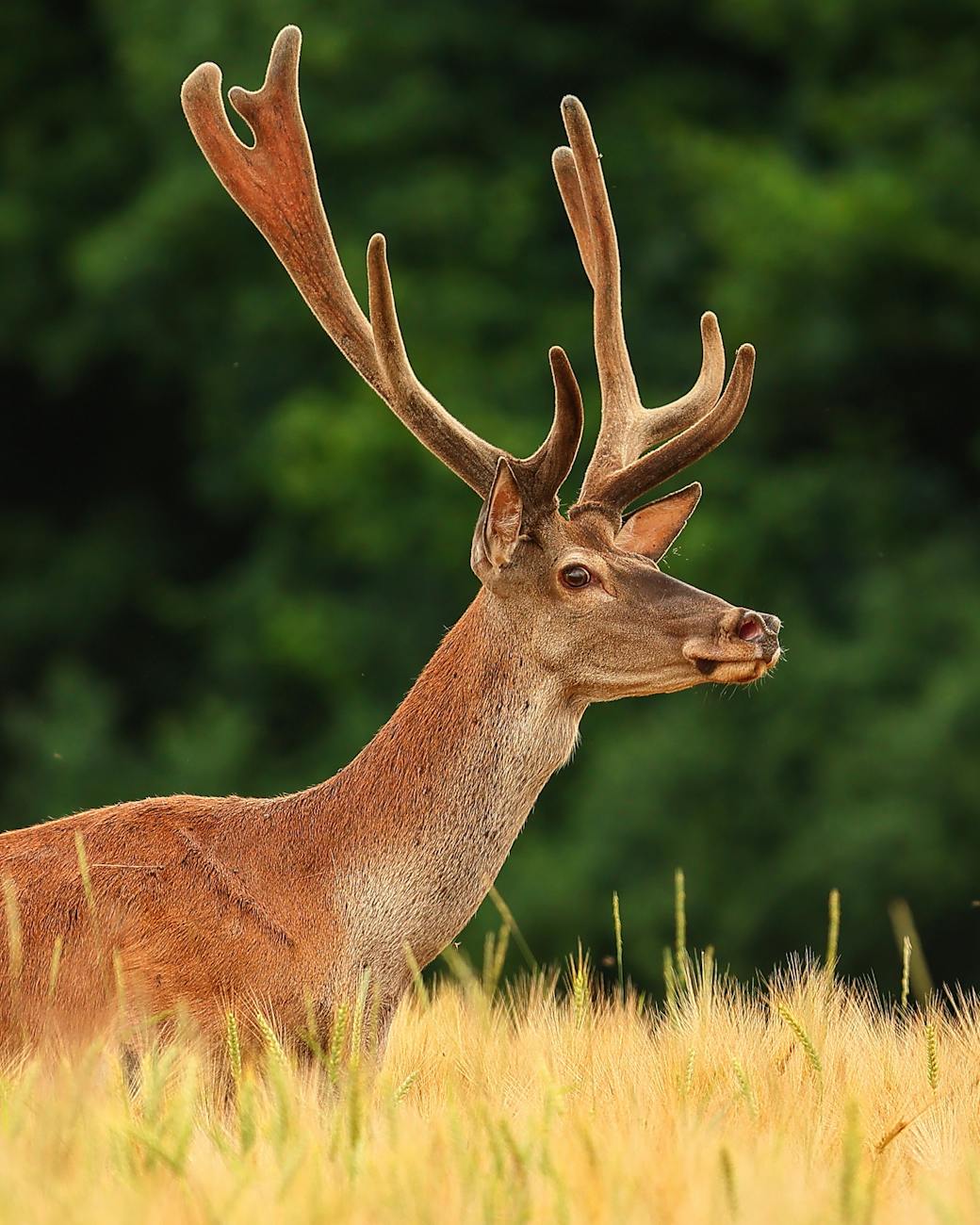 A stunning red deer stag with large antlers in a lush Slovak field during autumn.